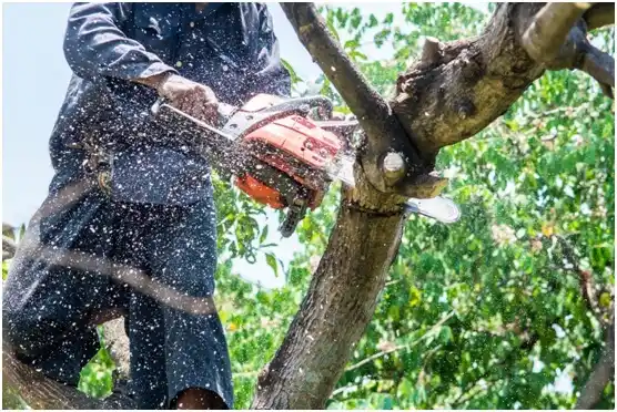 tree services Malin